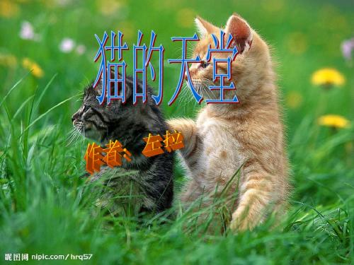 猫的天堂精品课件