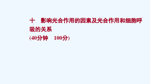 2022版高考生物一轮复习课时作业十影响光合作用的因素及光合作用和细胞呼吸的关系课件新人教版