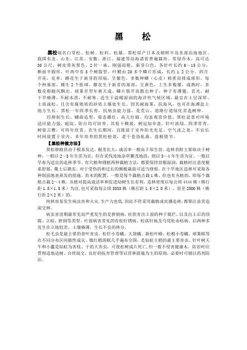 黑    松