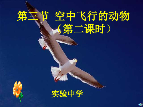 空中飞行的动物第二课时21