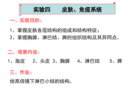 皮肤、免疫系统实验