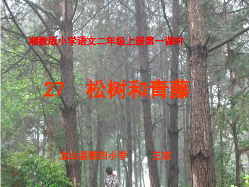 《松树和青藤》课件