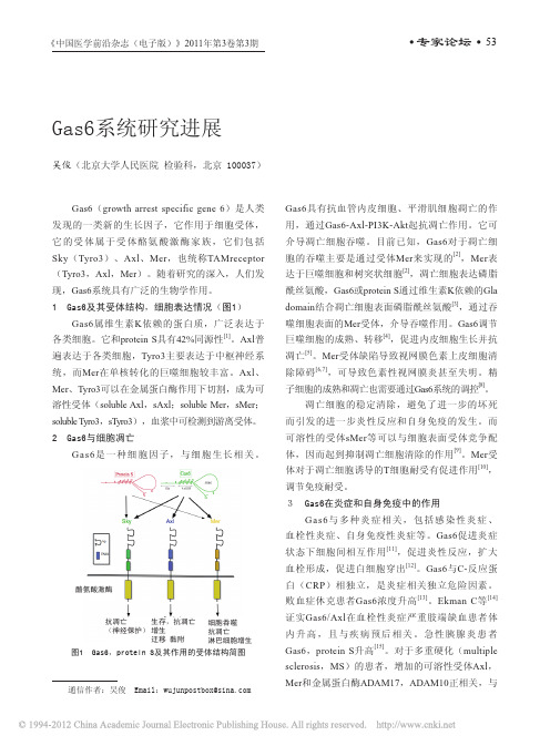 Gas6系统研究进展