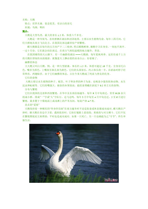 白天鹅