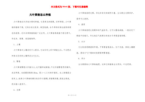 大叶黄杨怎么种植