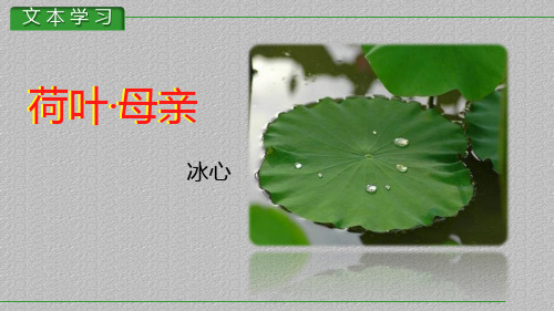 人教部编版七年级语文上册7《散文诗二首》之《荷叶 母亲》课件(共16张PPT)最新课件PPT