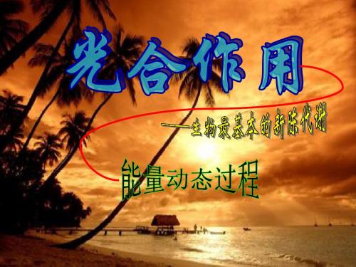 2.1.1 光能在叶绿体中转换(高三)13