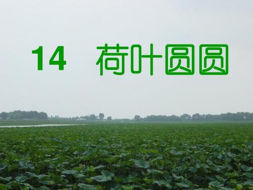 荷叶圆圆《4》