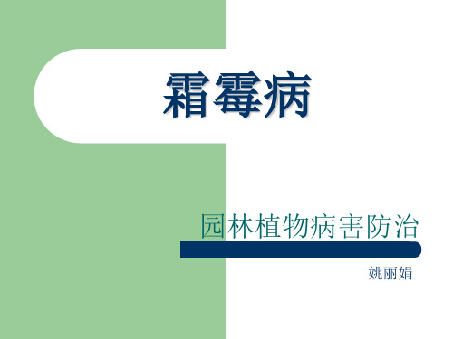 霜霉病1
