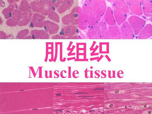 组织学04肌组织