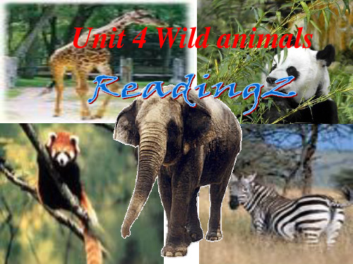 2013秋牛津译林版八上《Unit5 Wild animals》(Reading)课件