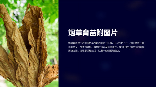 《烟草育苗附图片》课件