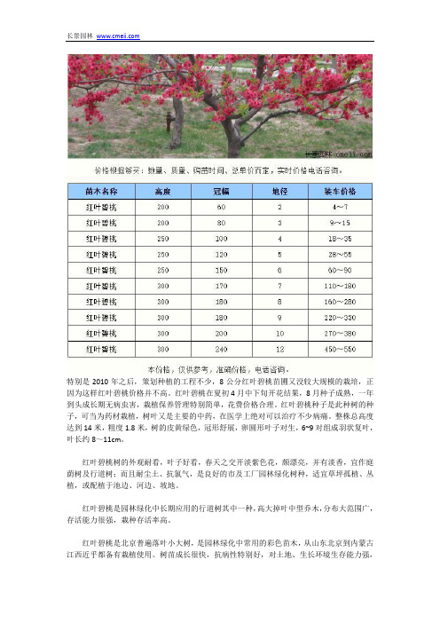 8公分红叶碧桃