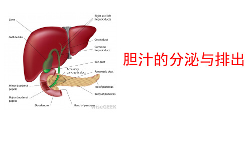8.5胆汁的分泌与排出