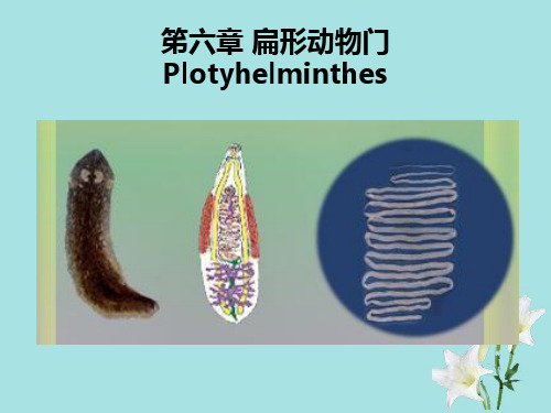 扁形动物门PlotyhelminthPPT课件