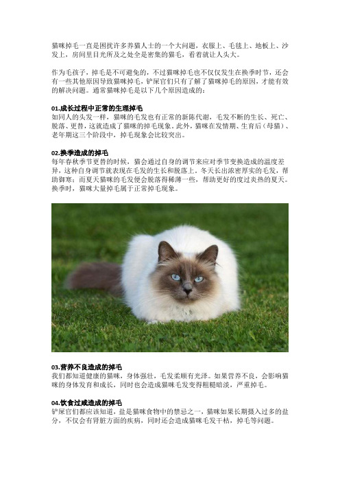铲屎官必知!猫咪掉毛的原因和解决办法