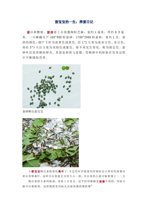蚕宝宝的一生