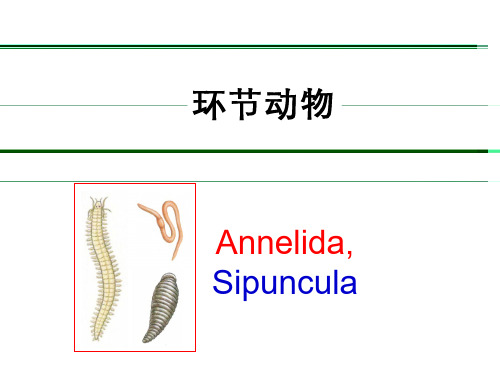 环节动物