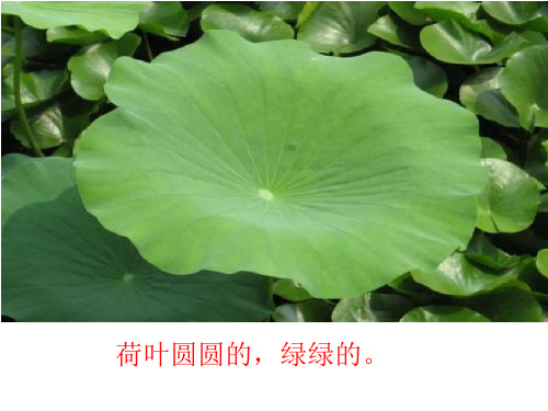 部编版语文《荷叶圆圆》精品PPT4
