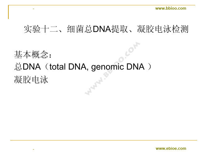 细菌总DNA提取、凝胶电泳检测