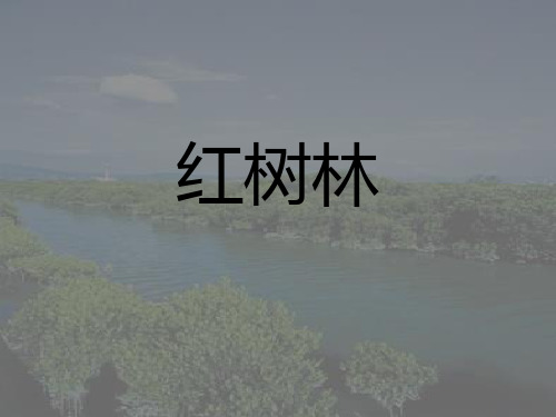 红树林PPT
