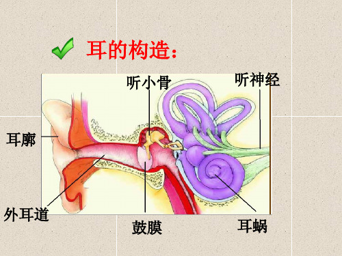 四年级上册科学课件-3.3 我们是怎样听到声音的｜苏教版 (共12张PPT)