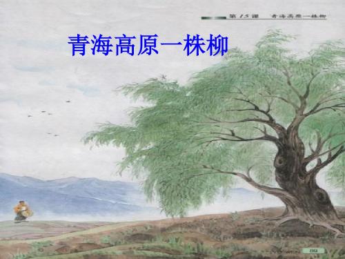 苏教版六年级上册语文《青海高原一株柳》公开课课件PPT
