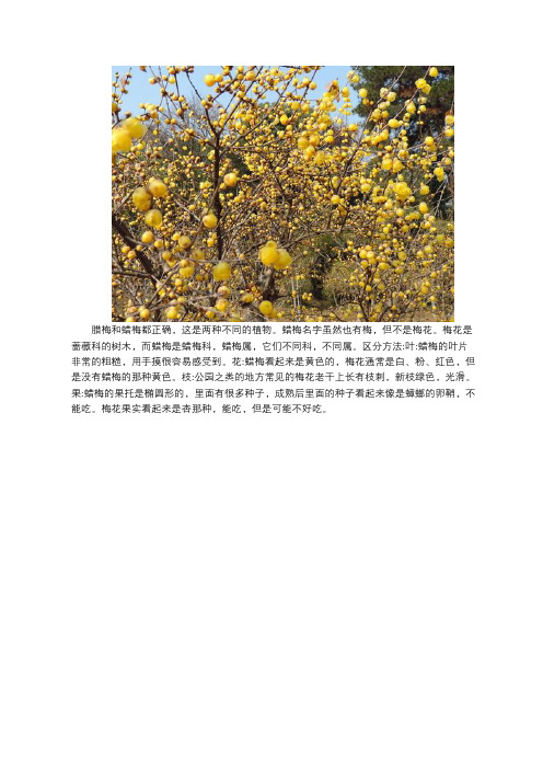 蜡梅还是腊梅