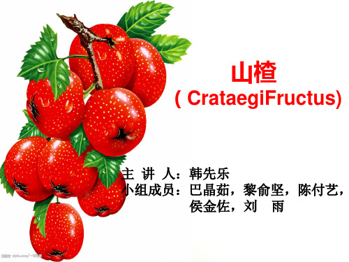 最新山楂中药炮制学PPT课件
