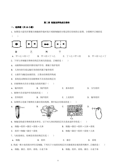 人教版七年级生物上册2.2细胞怎样构成生物体单元试题