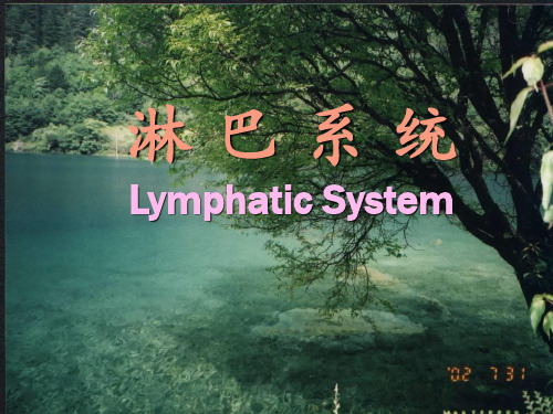 11淋巴系统PPT课件