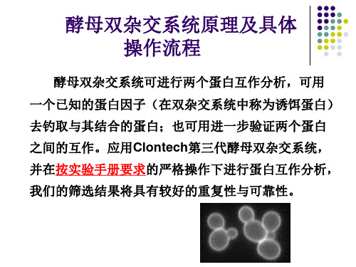 酵母双杂交原理与实验具体流程.