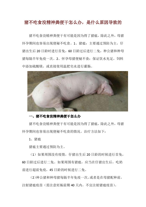 猪不吃食没精神粪便干怎么办,是什么原因导致的