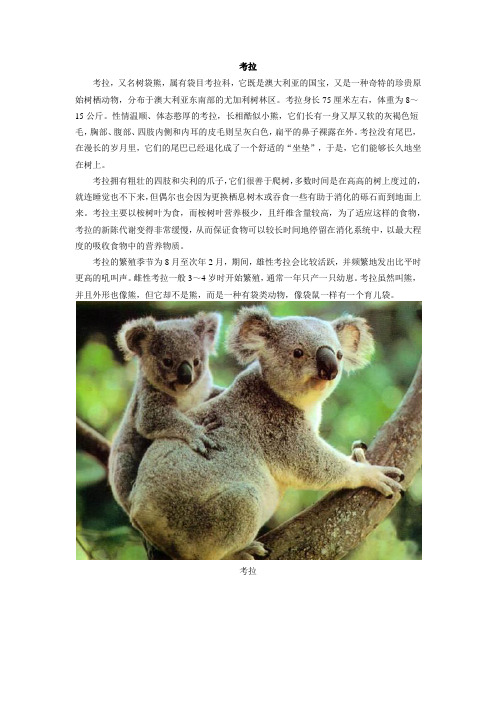 地理词典：考拉