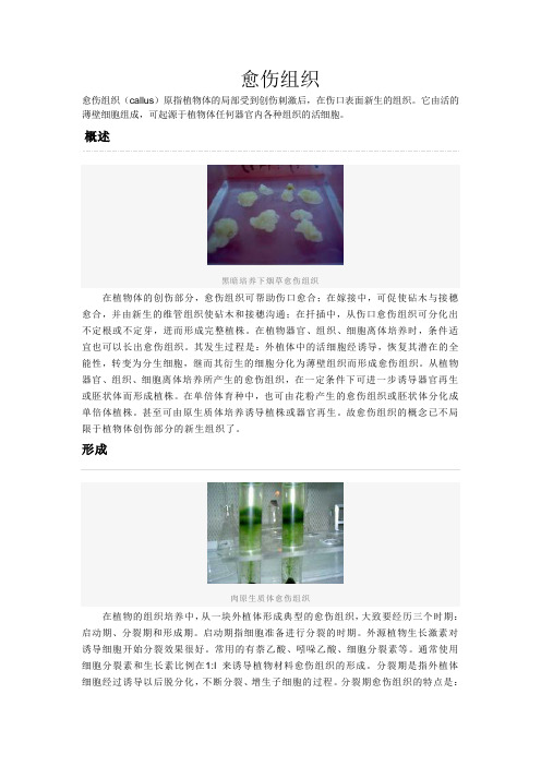 愈伤组织