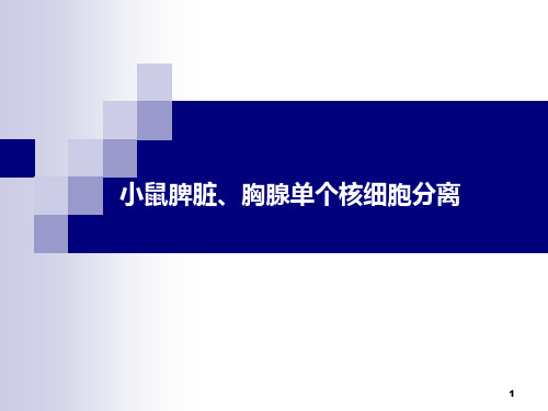 小鼠脾脏、胸腺单个核细胞分离