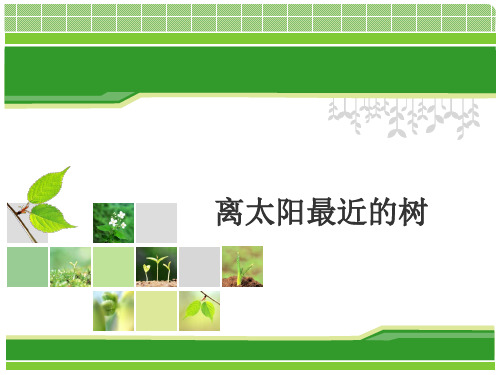 离太阳最近的树 说课ppt