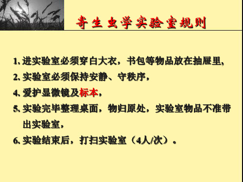 实验1总论线虫