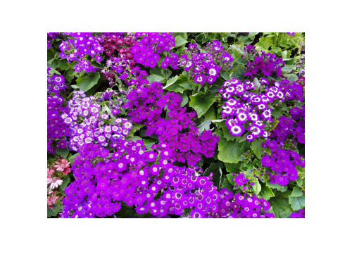 茂密的花优秀课件 (1)