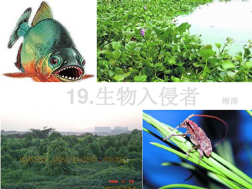 八年级语文课件：19.生物入侵者 梅涛