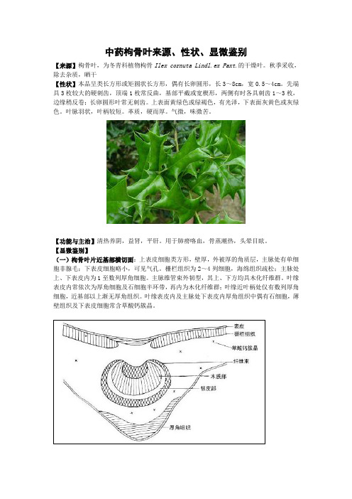 中药枸骨叶来源、性状、显微鉴别