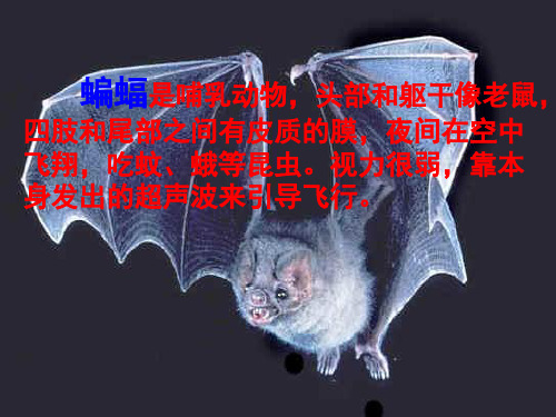 11蝙蝠与雷达-PPT精选文档