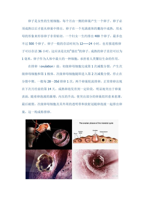 女性排卵过程实图