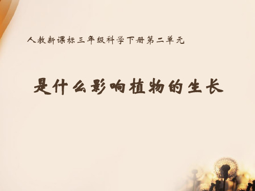 2017人教版科学三年级下册第二章第4课《是什么在影响植物生长》ppt课件