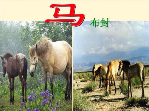 七年级语文《马》公开课课件