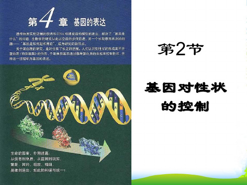 人教版高中生物必修(二) 4.2基因对性状的控制 课件 (共20张PPT)