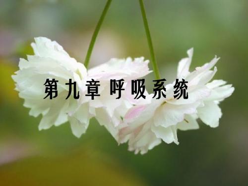 人体解剖生理学第九章呼吸系统