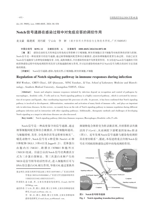 Notch信号通路在感染过程中对免疫应答的调控作用