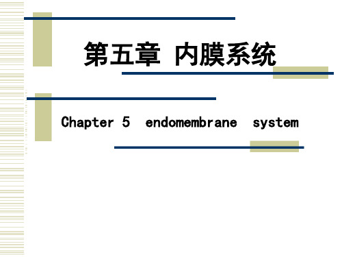 内膜系统