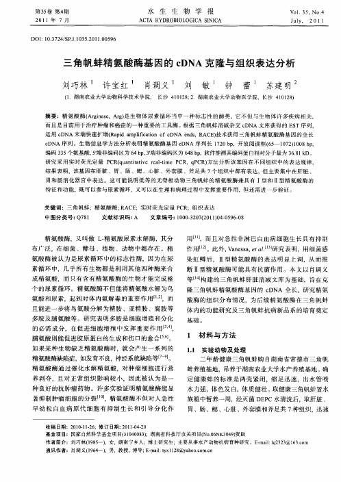 三角帆蚌精氨酸酶基因的cDNA克隆与组织表达分析